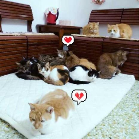 猫主动跑到家里下崽征兆