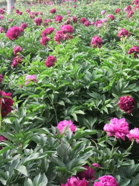 你看花都红了讲的是什么意思