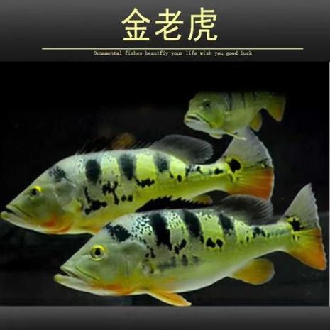 巴西亚咬虎鱼吗