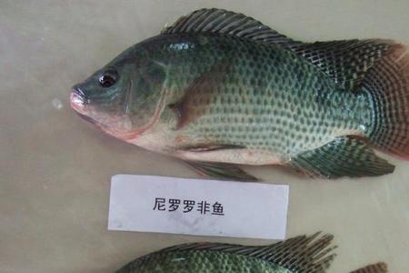 咸淡水罗非上浮怎么钓