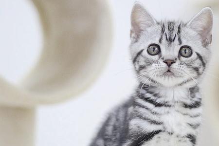 棕虎猫好养吗