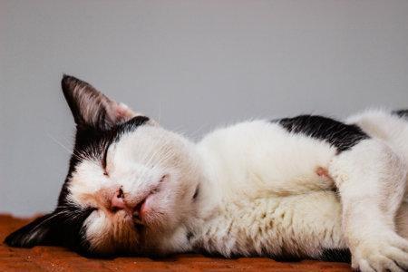 为什么几个月大的小猫咪脾气大