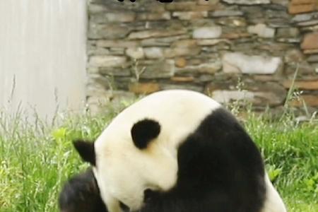 你是国宝怎么幽默回复