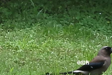 9-10月繁殖的鸦科类鸟