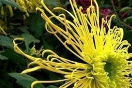 菊花是感光的吗