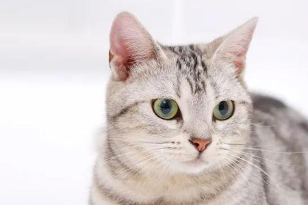 虎猫的诗句最出名