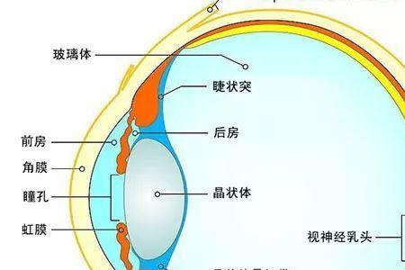 人眼晶状体焦距