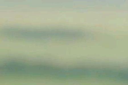 狮子靠什么区分同类
