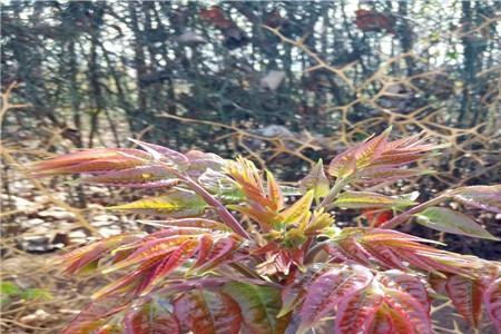 火烈鸟香椿优缺点