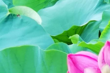 并蒂连理是什么意思