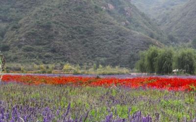 北京15个免费景点花海