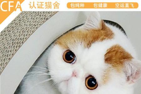 一元可爱的小型宠物