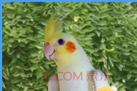 黄红眼鹦鹉对照表