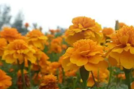 五月菊怎样种植