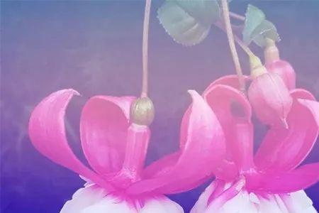 用花当做微信头像代表什么