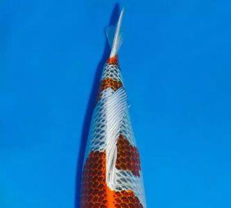 养五条锦鲤有什么寓意