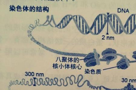 dna由两条碱基链组成