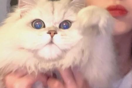 女生头像是猫说明什么