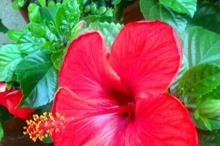 扶桑花爱生虫子咋办
