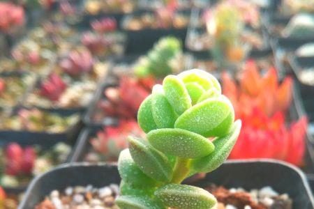 水泡花卉品种大全