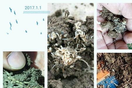 黑头蛆是什么虫产的卵