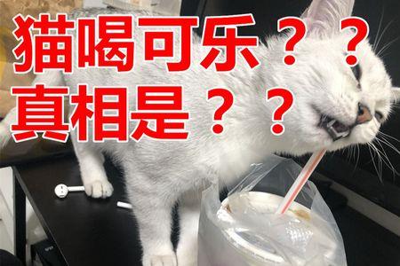 狗可以喝可乐吗