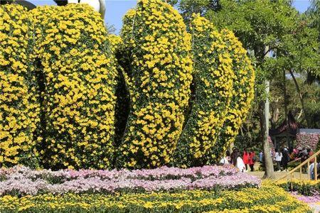 东湖菊花展哪个门近
