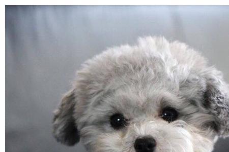 泰迪祖先是什么犬
