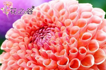 种球花卉品种大全
