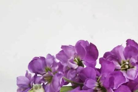 紫色重瓣小菊花语