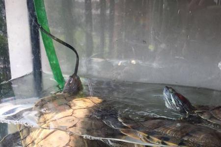 乌龟在阳台能晒死吗