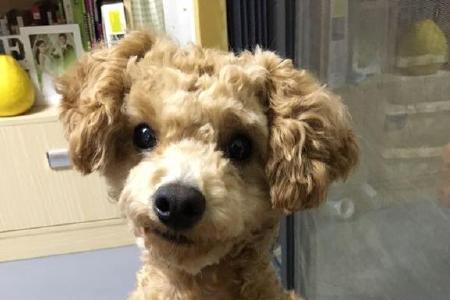 泰迪最初做什么用的