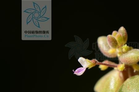冬季耐寒开紫红色小花有哪些