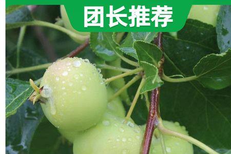 海棠果青的叫什么