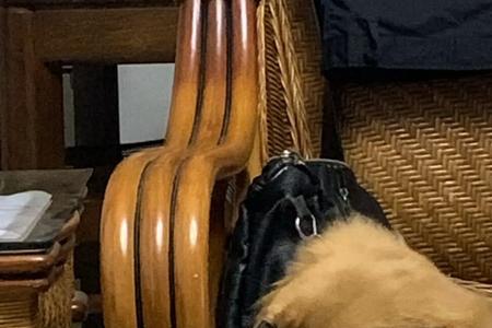 黄皮猪是什么品种
