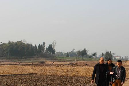 农民口粮田政策