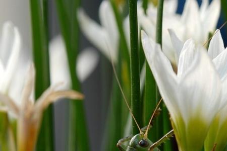 白虫为什么比秋虫厉害