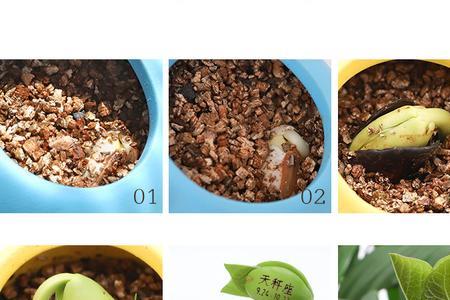 九粒白豆家庭种植方法