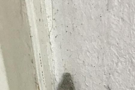 总是碰墙的虫子是什么