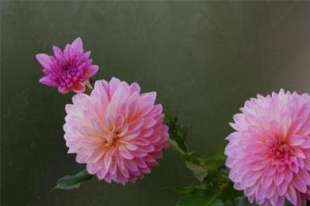 卡丽花有毒吗