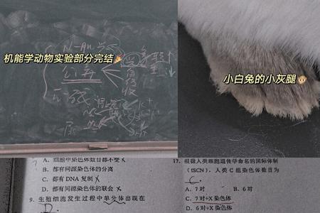 mpo医学生是什么意思
