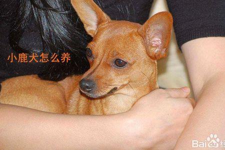 鹿娃犬的饲养