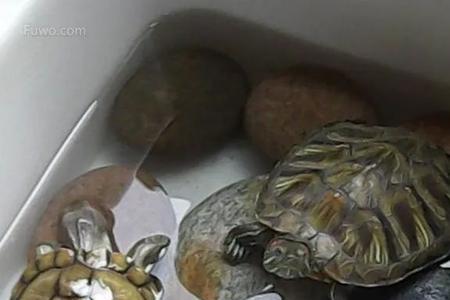 乌龟喂活食还是干食好