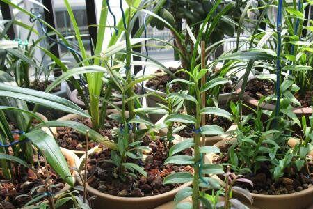 香水石斛水种的家庭种植方法