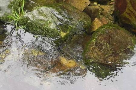 浴缸里面长绿青苔了要不要擦掉