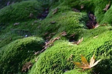 绿青苔上会长什么植物