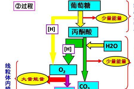 生物体内的ATP还有那些用途