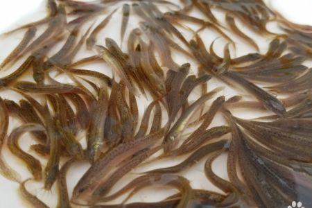 河里捞的泥鳅能养在鱼缸里吗