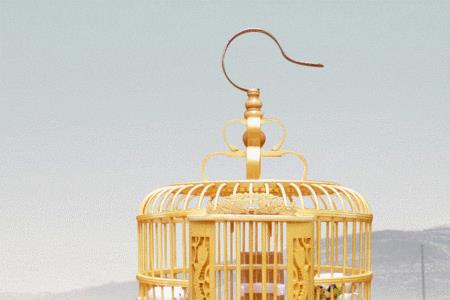 保养竹鸟笼用什么粘度的硅油好