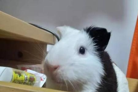荷兰猪可以吃莲藕吗